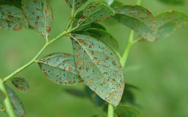 Primer plano de una plaga en planta agrícola
