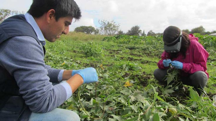 Técnicos en un campo agrícola, sentados observando las plagas existentes en los cultivos