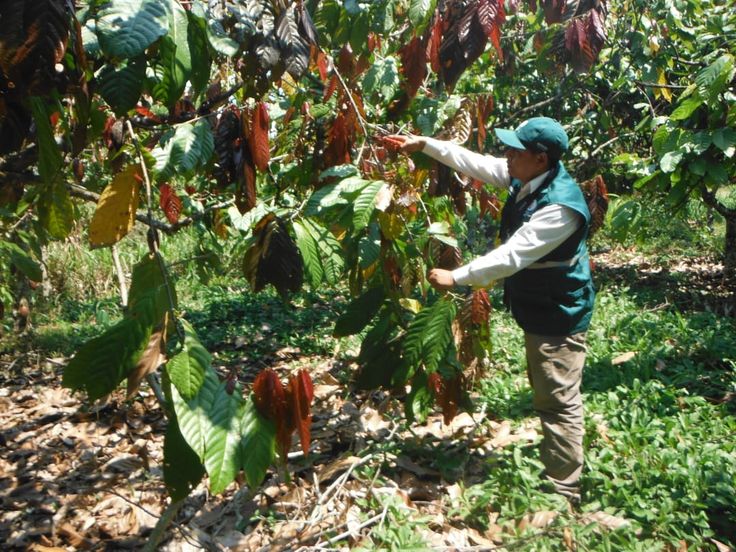 Señor junto a una planta agrícola